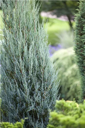 Pyramiden-Wacholder 'Moonglow' - Juniperus scopulorum 'Moonglow'