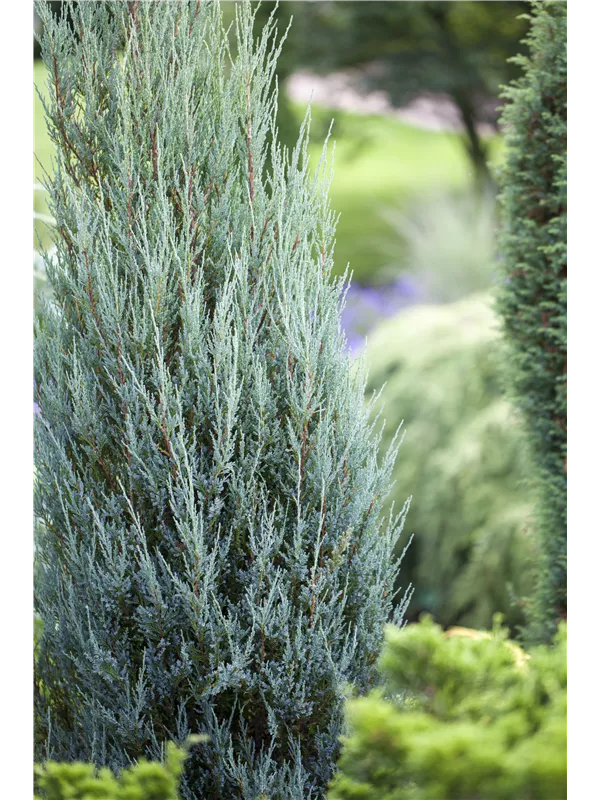 Pyramiden-Wacholder 'Moonglow' - Juniperus scopulorum 'Moonglow'