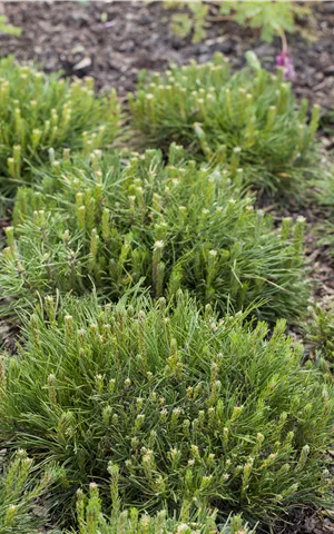 Pinus mugo mughus