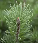 Krummholz-Kiefer - Pinus mugo mughus