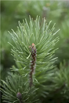 Krummholz-Kiefer - Pinus mugo mughus