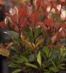 Glanzmispel 'Little Red Robin' - Photinia fraseri 'Little Red Robin'