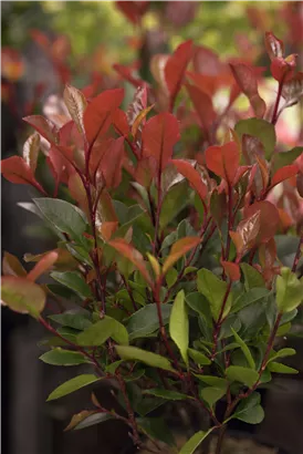 Glanzmispel 'Little Red Robin' - Photinia fraseri 'Little Red Robin'