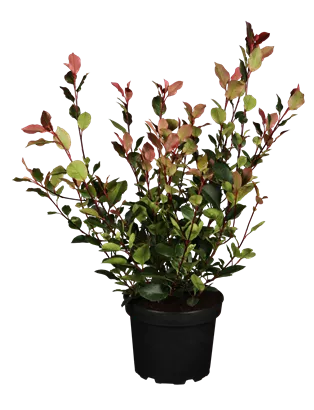 Glanzmispel 'Little Red Robin' - Photinia fraseri 'Little Red Robin'