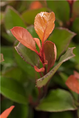 Glanzmispel 'Little Red Robin' - Photinia fraseri 'Little Red Robin'