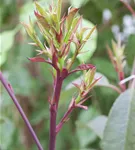 Glanzmispel 'Little Red Robin' - Photinia fraseri 'Little Red Robin'