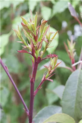 Glanzmispel 'Little Red Robin' - Photinia fraseri 'Little Red Robin'