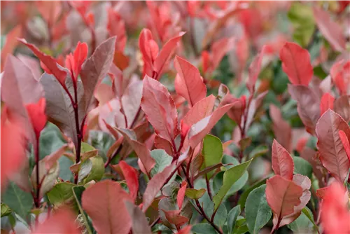 Glanzmispel 'Little Red Robin' - Photinia fraseri 'Little Red Robin'