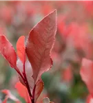 Glanzmispel 'Little Red Robin' - Photinia fraseri 'Little Red Robin'