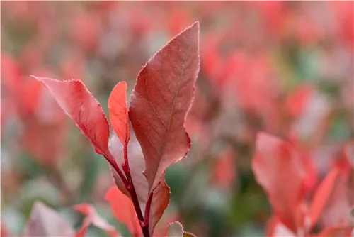 Glanzmispel 'Little Red Robin' - Photinia fraseri 'Little Red Robin'