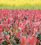 Glanzmispel 'Little Red Robin' - Photinia fraseri 'Little Red Robin'