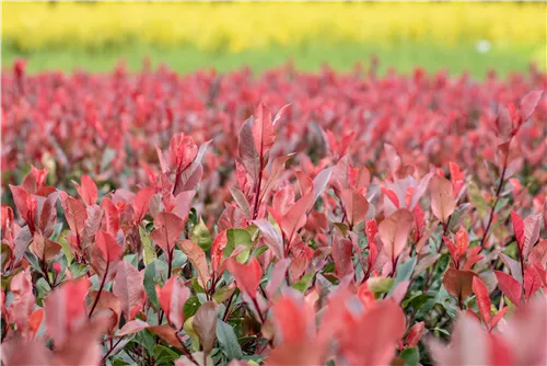 Glanzmispel 'Little Red Robin' - Photinia fraseri 'Little Red Robin'