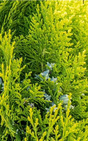 Thuja 'King of Brabant'