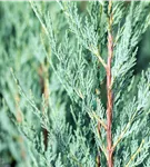 Pyramiden-Wacholder 'Moonglow' - Juniperus scopulorum 'Moonglow'