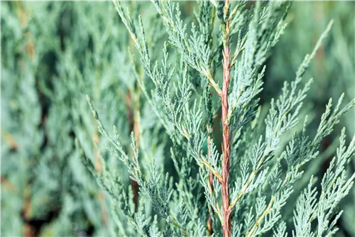 Pyramiden-Wacholder 'Moonglow' - Juniperus scopulorum 'Moonglow'