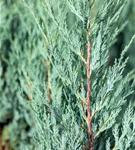 Pyramiden-Wacholder 'Moonglow' - Juniperus scopulorum 'Moonglow'