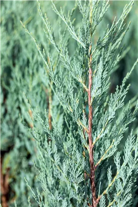 Pyramiden-Wacholder 'Moonglow' - Juniperus scopulorum 'Moonglow'