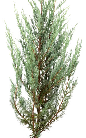 Juniperus scopulorum 'Moonglow'