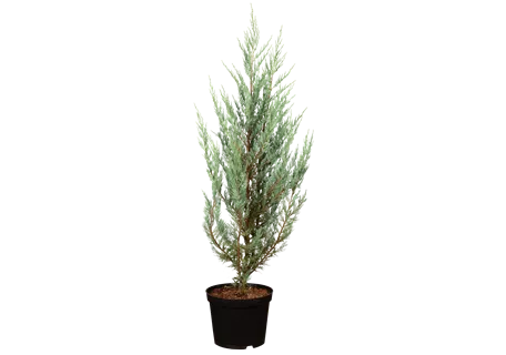 Juniperus scopulorum 'Moonglow' - Pyramiden-Wacholder 'Moonglow'