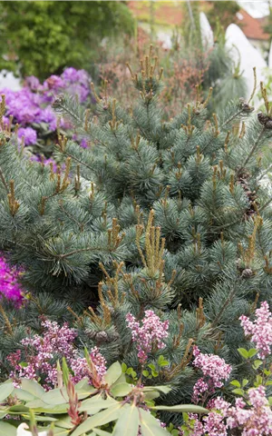 Pinus parviflora 'Negishi'