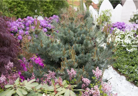 Pinus parviflora 'Negishi' - Blaue Mädchenkiefer 'Negishi'