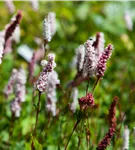 Garten-Scheckenknöterich - Persicaria affinis 'Superba'