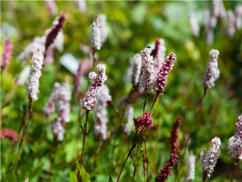 Garten-Scheckenknöterich - Persicaria affinis 'Superba'