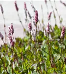 Garten-Scheckenknöterich - Persicaria affinis 'Superba'