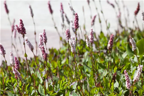 Garten-Scheckenknöterich - Persicaria affinis 'Superba'