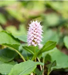 Garten-Scheckenknöterich - Persicaria affinis 'Superba'