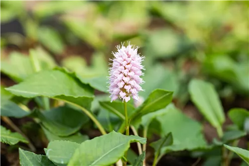 Garten-Scheckenknöterich - Persicaria affinis 'Superba'