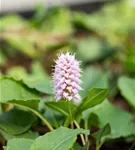 Garten-Scheckenknöterich - Persicaria affinis 'Superba'