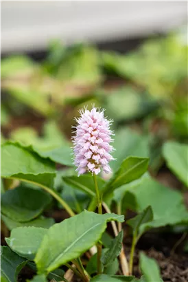 Garten-Scheckenknöterich - Persicaria affinis 'Superba'