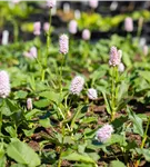 Garten-Scheckenknöterich - Persicaria affinis 'Superba'