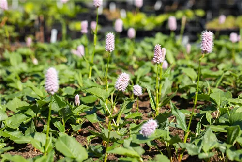 Garten-Scheckenknöterich - Persicaria affinis 'Superba'