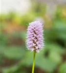 Garten-Scheckenknöterich - Persicaria affinis 'Superba'