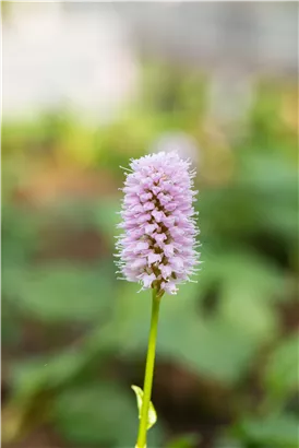 Garten-Scheckenknöterich - Persicaria affinis 'Superba'