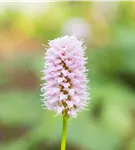 Garten-Scheckenknöterich - Persicaria affinis 'Superba'