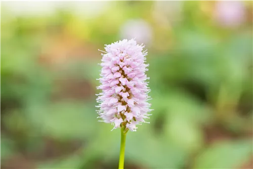 Garten-Scheckenknöterich - Persicaria affinis 'Superba'