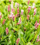 Garten-Scheckenknöterich - Persicaria affinis 'Superba'