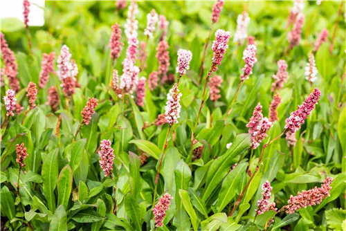 Garten-Scheckenknöterich - Persicaria affinis 'Superba'