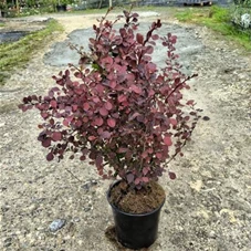 Berberis thunbergii 'Atropurpurea' - Heckenpflanzen, C 3 30- 40