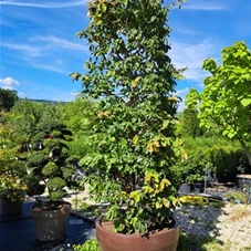 Parrotia persica 'Vanessa' - Formgehölze, Blockform 250x80x80 