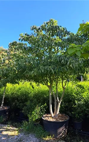 Cornus controversa - Unikum