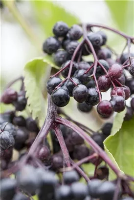 Schwarzer Holunder - Sambucus nigra