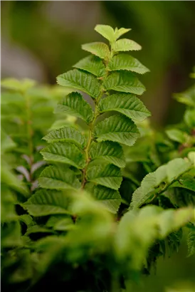 Ulme 'Jacqueline Hillier' - Ulmus hollandica 'Jacqueline Hillier'