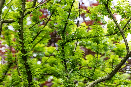 Ulme 'Jacqueline Hillier' - Ulmus hollandica 'Jacqueline Hillier'