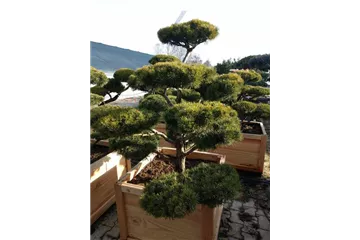 Europäische Bonsai