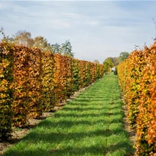 Fagus sylvatica - Formgehölze, Fertighecke 50x50 80-