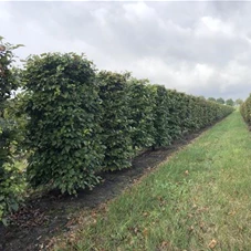 Fagus sylvatica - Formgehölze, Fertighecke 80x80 400-